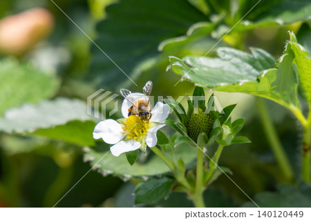 蜜蜂正在草莓花上吸食花蜜 140120449