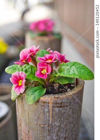 [Ohanahan Street] Flowers in a clear waterway 140120452