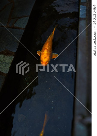 [Ohanahan Street] Carp swimming in a clear waterway 140120464