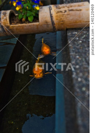 [Ohanahan Street] Carp swimming in a clear waterway 140120469