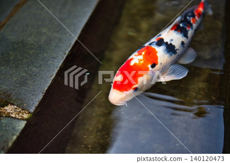 [奧哈納漢街] 清澈水道中游動的鯉魚 140120473