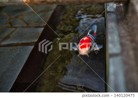 [Ohanahan Street] Carp swimming in a clear waterway 140120475