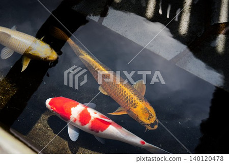 [Ohanahan Street] Carp swimming in a clear waterway 140120478