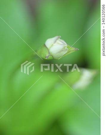 Hosta buds, a plant landscape of early summer surrounded by fresh greenery. Hosta buds, a plant landscape of early summer surrounded by fresh greenery. 140120566