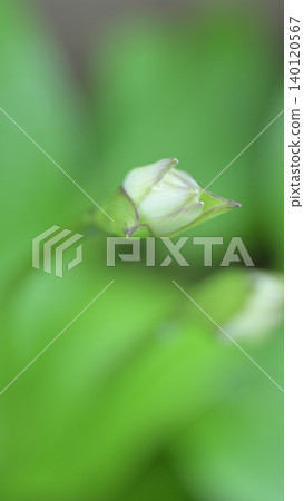 Hosta buds, a plant landscape of early summer surrounded by fresh greenery. Hosta buds, a plant landscape of early summer surrounded by fresh greenery. 140120567