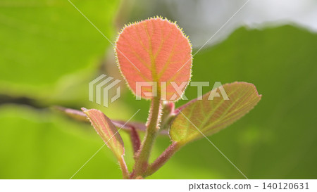 New kiwi fruit shoots that grow in early summer New kiwi fruit shoots that grow in early summer 140120631
