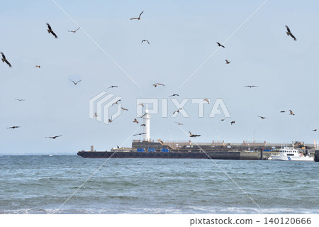 A flock of black kites flying off the coast of Ekatase Higashihama Beach 140120666