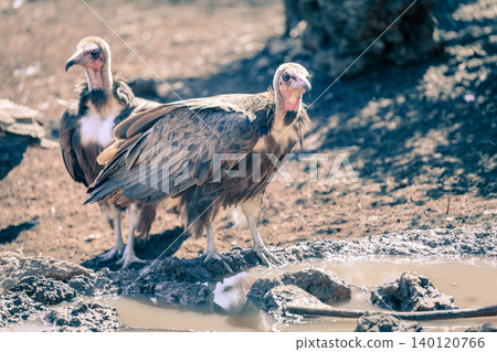 Lappet-faced vultures Lappet-faced vultures 140120766