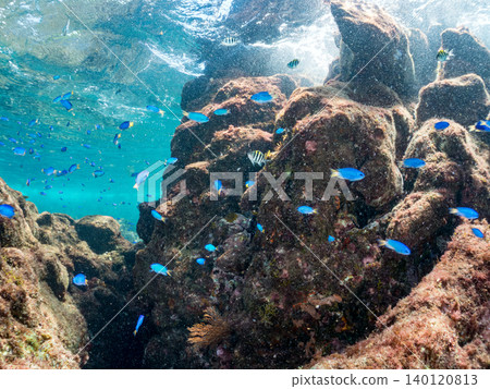 成群的雀鯛、五彩雀鯛、鸚嘴魚、羊魚等魚類。靜岡縣南伊豆町中木町的Hirizo海灘,伊豆半島 成群的雀鯛、五彩雀鯛、鸚嘴魚、羊魚等魚類。靜岡縣南伊豆町中木町的Hirizo海灘,伊豆半島 140120813
