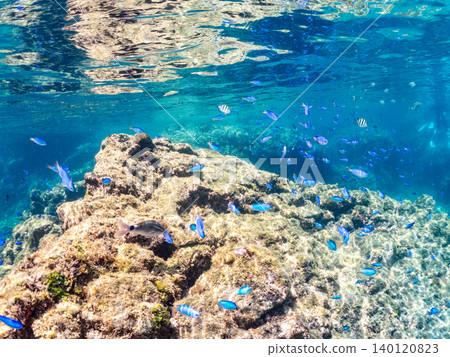 成群的雀鯛、五彩雀鯛、鸚嘴魚、羊魚等魚類。靜岡縣南伊豆町中木町的Hirizo海灘,伊豆半島 成群的雀鯛、五彩雀鯛、鸚嘴魚、羊魚等魚類。靜岡縣南伊豆町中木町的Hirizo海灘,伊豆半島 140120823