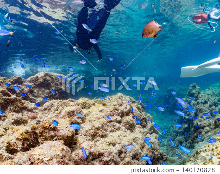 成群的雀鯛、五彩雀鯛、鸚嘴魚、羊魚等魚類。靜岡縣南伊豆町中木町的Hirizo海灘，伊豆半島 140120828