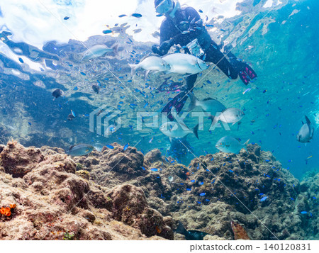 成群的雀鯛、五彩雀鯛、鸚嘴魚、羊魚等魚類。靜岡縣南伊豆町中木町的Hirizo海灘,伊豆半島 成群的雀鯛、五彩雀鯛、鸚嘴魚、羊魚等魚類。靜岡縣南伊豆町中木町的Hirizo海灘,伊豆半島 140120831