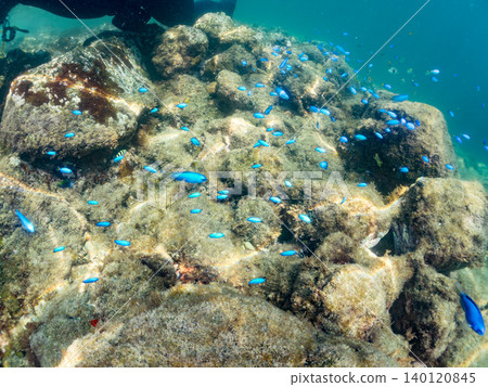 Schools of damselfish, sergeant major, parrotfish, goatfish, and other species. Hirizo Beach, Nakagi, Minamiizu Town, Shizuoka Prefecture, Izu Peninsula Schools of damselfish, sergeant major, parrotfish, goatfish, and other species. Hirizo Beach, Nakagi, Minamiizu Town, Shizuoka Prefecture, Izu Peninsula 140120845