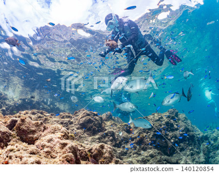 Schools of damselfish, sergeant major, parrotfish, goatfish, and other species. Hirizo Beach, Nakagi, Minamiizu Town, Shizuoka Prefecture, Izu Peninsula Schools of damselfish, sergeant major, parrotfish, goatfish, and other species. Hirizo Beach, Nakagi, Minamiizu Town, Shizuoka Prefecture, Izu Peninsula 140120854