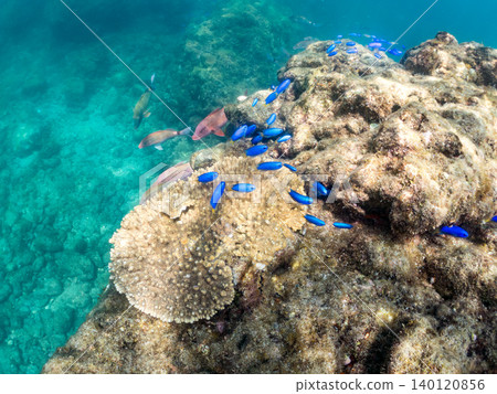 成群的雀鯛、五彩雀鯛、鸚嘴魚、羊魚等魚類。靜岡縣南伊豆町中木町的Hirizo海灘，伊豆半島 140120856