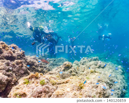成群的雀鯛、五彩雀鯛、鸚嘴魚、羊魚等魚類。靜岡縣南伊豆町中木町的Hirizo海灘,伊豆半島 成群的雀鯛、五彩雀鯛、鸚嘴魚、羊魚等魚類。靜岡縣南伊豆町中木町的Hirizo海灘,伊豆半島 140120859