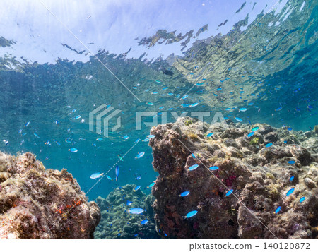 成群的雀鯛、五彩雀鯛、鸚嘴魚、羊魚等魚類。靜岡縣南伊豆町中木町的Hirizo海灘,伊豆半島 成群的雀鯛、五彩雀鯛、鸚嘴魚、羊魚等魚類。靜岡縣南伊豆町中木町的Hirizo海灘,伊豆半島 140120872