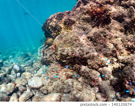 成群的雀鯛、五彩雀鯛、鸚嘴魚、羊魚等魚類。靜岡縣南伊豆町中木町的Hirizo海灘,伊豆半島 成群的雀鯛、五彩雀鯛、鸚嘴魚、羊魚等魚類。靜岡縣南伊豆町中木町的Hirizo海灘,伊豆半島 140120874