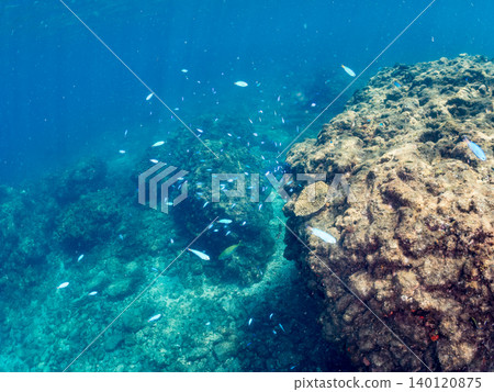 成群的雀鯛、五彩雀鯛、鸚嘴魚、羊魚等魚類。靜岡縣南伊豆町中木町的Hirizo海灘,伊豆半島 成群的雀鯛、五彩雀鯛、鸚嘴魚、羊魚等魚類。靜岡縣南伊豆町中木町的Hirizo海灘,伊豆半島 140120875