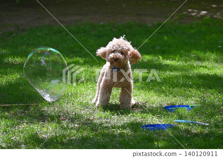 Curly Poodle Playing with Giant Soap Bubble in Sunny Park on Green Grass Curly Poodle Playing with Giant Soap Bubble in Sunny Park on Green Grass 140120911