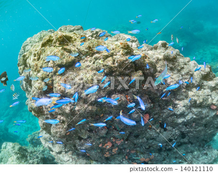 Schools of damselfish, sergeant major, parrotfish, goatfish, and other species. Hirizo Beach, Nakagi, Minamiizu Town, Shizuoka Prefecture, Izu Peninsula Schools of damselfish, sergeant major, parrotfish, goatfish, and other species. Hirizo Beach, Nakagi, Minamiizu Town, Shizuoka Prefecture, Izu Peninsula 140121110
