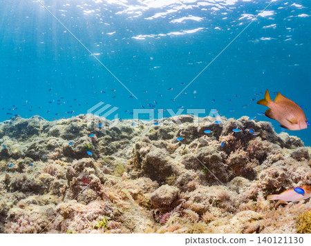 成群的雀鯛、五彩雀鯛、鸚嘴魚、羊魚等魚類。靜岡縣南伊豆町中木町的Hirizo海灘,伊豆半島 成群的雀鯛、五彩雀鯛、鸚嘴魚、羊魚等魚類。靜岡縣南伊豆町中木町的Hirizo海灘,伊豆半島 140121130