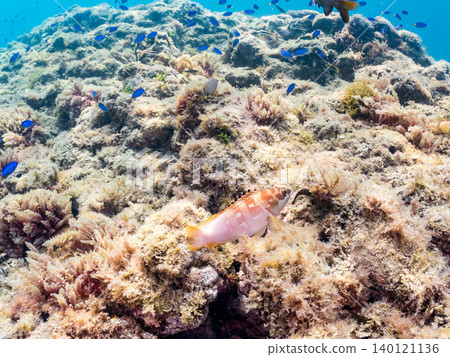 成群的雀鯛、五彩雀鯛、鸚嘴魚、羊魚等魚類。靜岡縣南伊豆町中木町的Hirizo海灘,伊豆半島 成群的雀鯛、五彩雀鯛、鸚嘴魚、羊魚等魚類。靜岡縣南伊豆町中木町的Hirizo海灘,伊豆半島 140121136