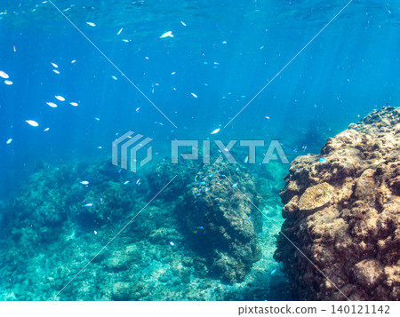 成群的雀鯛、五彩雀鯛、鸚嘴魚、羊魚等魚類。靜岡縣南伊豆町中木町的Hirizo海灘,伊豆半島 成群的雀鯛、五彩雀鯛、鸚嘴魚、羊魚等魚類。靜岡縣南伊豆町中木町的Hirizo海灘,伊豆半島 140121142