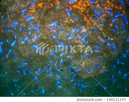 Schools of damselfish, sergeant major, parrotfish, goatfish, and other species. Hirizo Beach, Nakagi, Minamiizu Town, Shizuoka Prefecture, Izu Peninsula Schools of damselfish, sergeant major, parrotfish, goatfish, and other species. Hirizo Beach, Nakagi, Minamiizu Town, Shizuoka Prefecture, Izu Peninsula 140121147