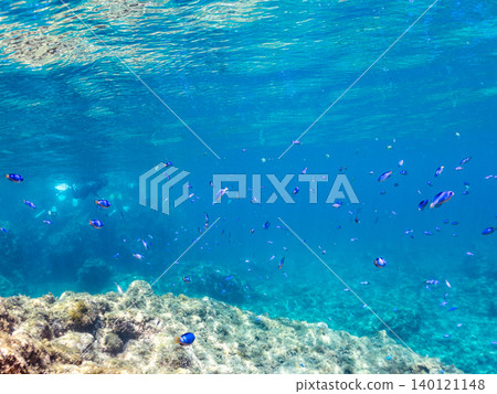Schools of damselfish, sergeant major, parrotfish, goatfish, and other species. Hirizo Beach, Nakagi, Minamiizu Town, Shizuoka Prefecture, Izu Peninsula Schools of damselfish, sergeant major, parrotfish, goatfish, and other species. Hirizo Beach, Nakagi, Minamiizu Town, Shizuoka Prefecture, Izu Peninsula 140121148