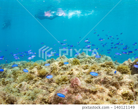 Schools of damselfish, sergeant major, parrotfish, goatfish, and other species. Hirizo Beach, Nakagi, Minamiizu Town, Shizuoka Prefecture, Izu Peninsula Schools of damselfish, sergeant major, parrotfish, goatfish, and other species. Hirizo Beach, Nakagi, Minamiizu Town, Shizuoka Prefecture, Izu Peninsula 140121149