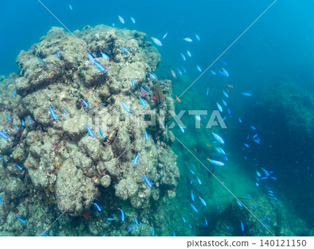 Schools of damselfish, sergeant major, parrotfish, goatfish, and other species. Hirizo Beach, Nakagi, Minamiizu Town, Shizuoka Prefecture, Izu Peninsula 140121150