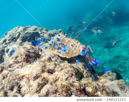 成群的雀鯛、五彩雀鯛、鸚嘴魚、羊魚等魚類。靜岡縣南伊豆町中木町的Hirizo海灘,伊豆半島 成群的雀鯛、五彩雀鯛、鸚嘴魚、羊魚等魚類。靜岡縣南伊豆町中木町的Hirizo海灘,伊豆半島 140121151