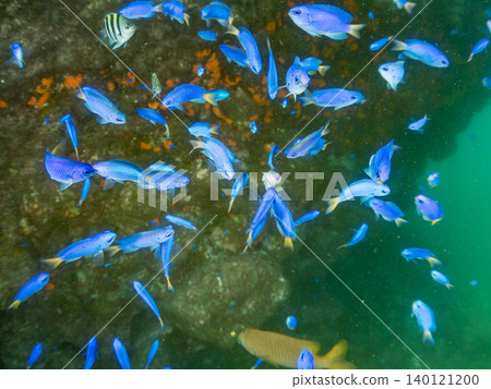 成群的雀鯛、五彩雀鯛、鸚嘴魚、羊魚等魚類。靜岡縣南伊豆町中木町的Hirizo海灘,伊豆半島 成群的雀鯛、五彩雀鯛、鸚嘴魚、羊魚等魚類。靜岡縣南伊豆町中木町的Hirizo海灘,伊豆半島 140121200