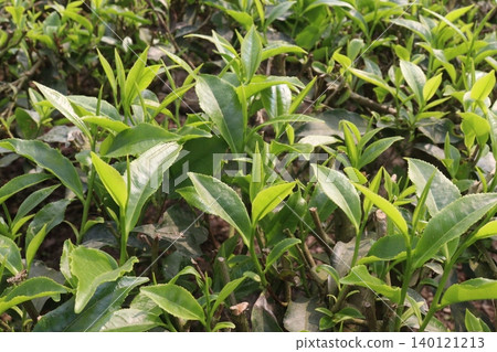 tea leaf on tree in firm for harvest tea leaf on tree in firm for harvest 140121213