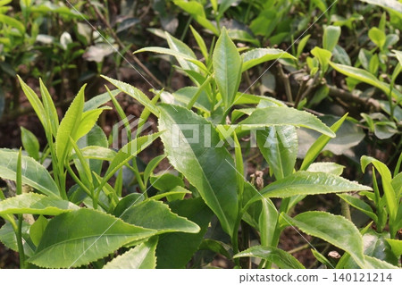 tea leaf on tree in firm for harvest tea leaf on tree in firm for harvest 140121214