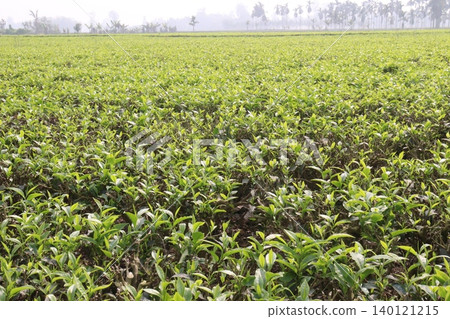 tea leaf on tree in firm for harvest 140121215