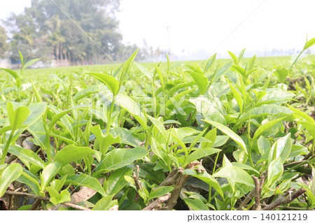 tea leaf on tree in firm for harvest tea leaf on tree in firm for harvest 140121219