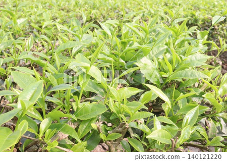 tea leaf on tree in firm for harvest tea leaf on tree in firm for harvest 140121220