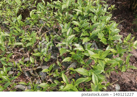 tea leaf on tree in firm for harvest tea leaf on tree in firm for harvest 140121227