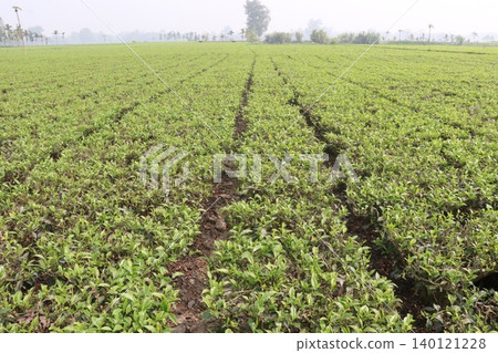 tea leaf on tree in firm for harvest tea leaf on tree in firm for harvest 140121228