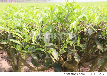 tea leaf on tree in firm for harvest 140121237