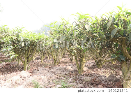 tea leaf on tree in firm for harvest tea leaf on tree in firm for harvest 140121241