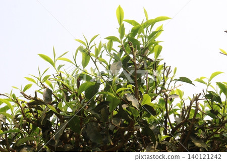tea leaf on tree in firm for harvest tea leaf on tree in firm for harvest 140121242