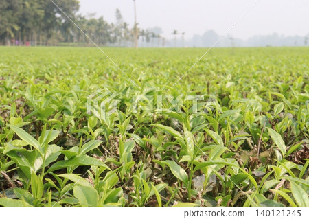 tea leaf on tree in firm for harvest tea leaf on tree in firm for harvest 140121245
