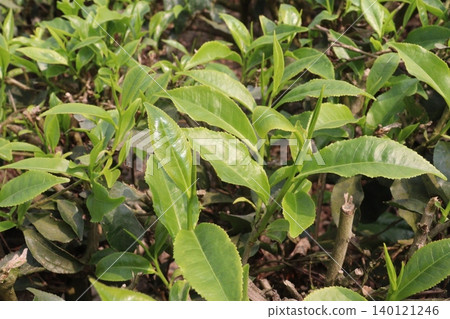 tea leaf on tree in firm for harvest tea leaf on tree in firm for harvest 140121246
