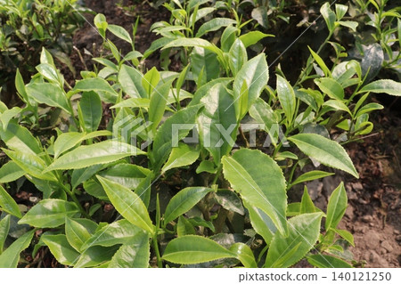 tea leaf on tree in firm for harvest 140121250