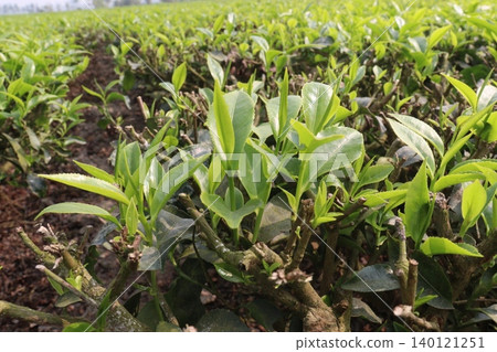 tea leaf on tree in firm for harvest 140121251
