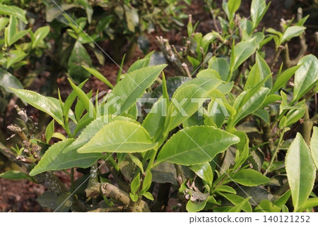 tea leaf on tree in firm for harvest 140121252