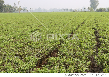 tea leaf on tree in firm for harvest 140121253